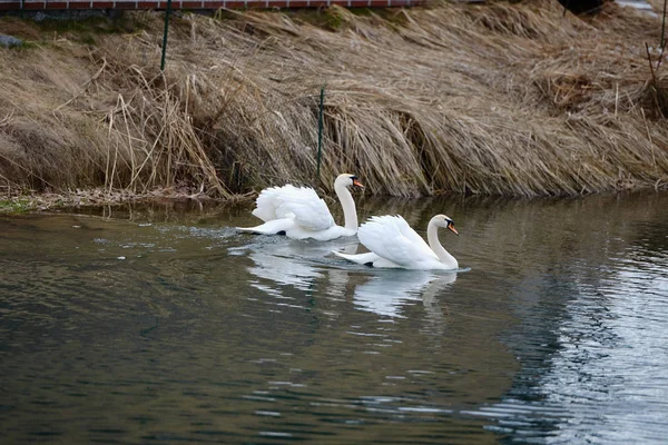 Dois cisnes brancos no lago, espaço de cópia. Cisne pássaro casal ao ar livre — Fotografia de Stock