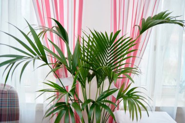 Exotic tropical areca palm leaves, copy space. Green leaves of palm plant at home clipart
