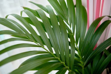Exotic tropical areca palm leaves, copy space. Green leaves of palm plant at home