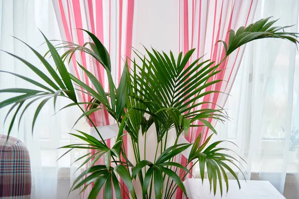 Exotic tropical areca palm leaves, copy space. Green leaves of palm plant at home