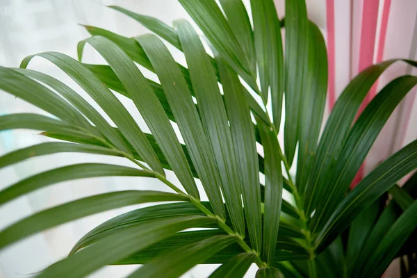 Exotic tropical areca palm leaves, copy space. Green leaves of palm plant at home — Stockfoto