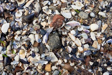 Deniz kabukları arka plan, kopyalama alanı. Yaz plajı. Üst manzara, düz uzanma