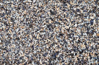 Deniz kabukları arka plan, kopyalama alanı. Yaz plajı. Üst manzara, düz uzanma