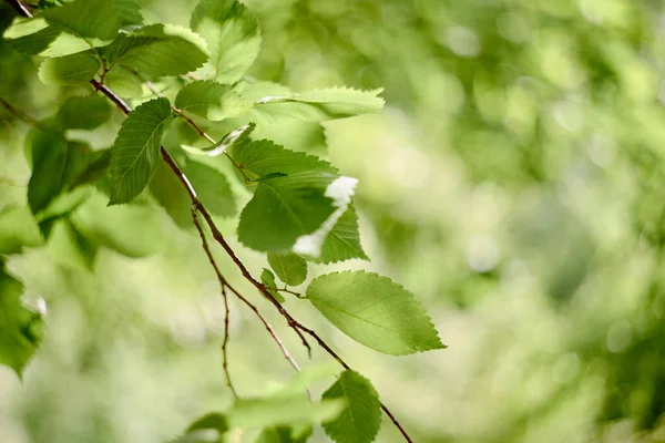 Folhas Verdes Frescas Fundo Sol Brilhante Espaço Cópia Fundo Natureza — Fotografia de Stock