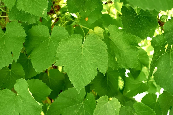 Background Fresh Green Grape Leaves Green Leaves Background Nature Summer — Stock Photo, Image