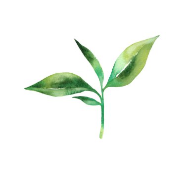  Sulu Boya çay yaprakları ile şube. Beyaz arka plan. İzole