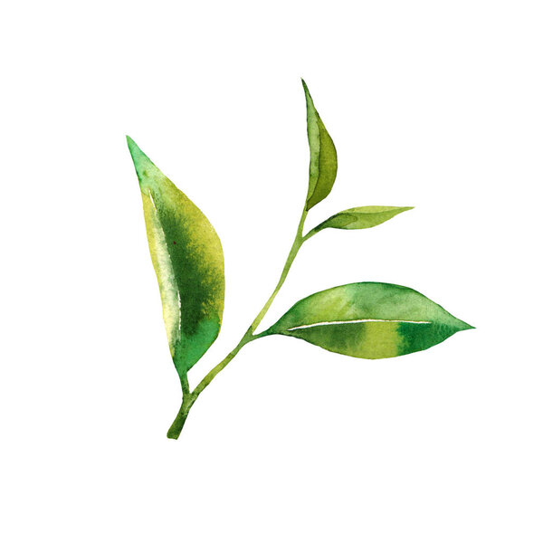  Watercolor tea branch with leaves. White background. Isolated