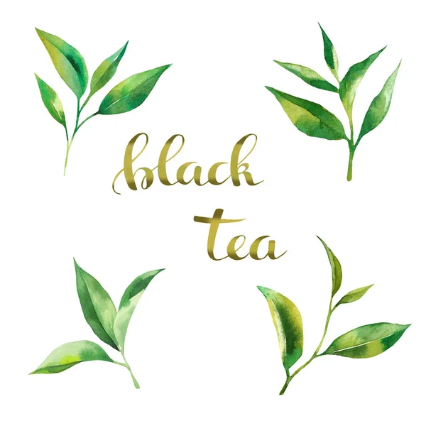 Set di design del tè — Foto Stock