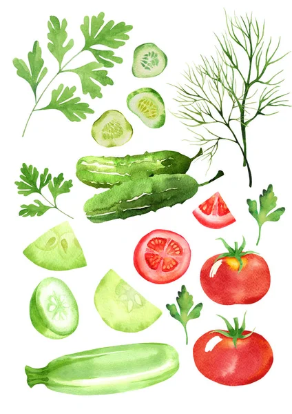 Design-Set aus Dill, Gemüsemark, Tomaten, Gurken und Petersilie isoliert im Aquarell-Stil — Stockfoto