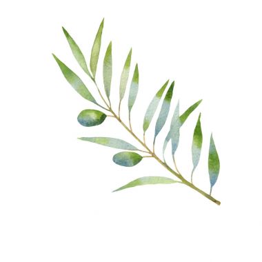 Zeytin dalı suluboya