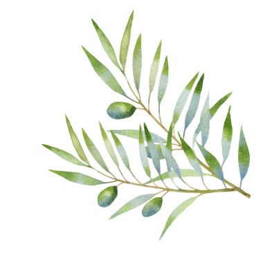zeytin dalı suluboya