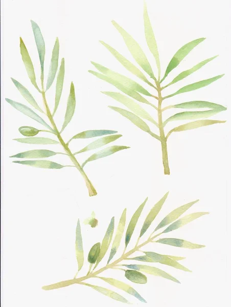 Olive branches watercolor — Stock Photo, Image
