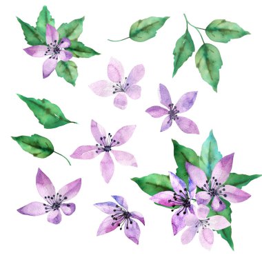 Mor çiçekler ve yeşil ile ayarlamak bahar tasarımı elinde çizilmiş suluboya stil bırakır. Beyaz arka plan üzerinde izole