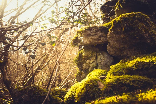 Плющ і мох покривають суху кам'яну стіну — стокове фото