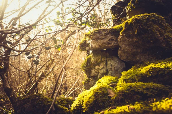 Hera e musgo cobrindo parede de pedra seca — Fotografia de Stock