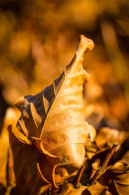 Orman zemininde düşen yapraklar