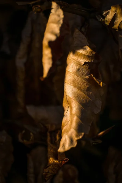 Upadłe liście na podłodze lasu — Zdjęcie stockowe