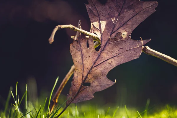 Gevallen bladeren op de bosbodem — Stockfoto