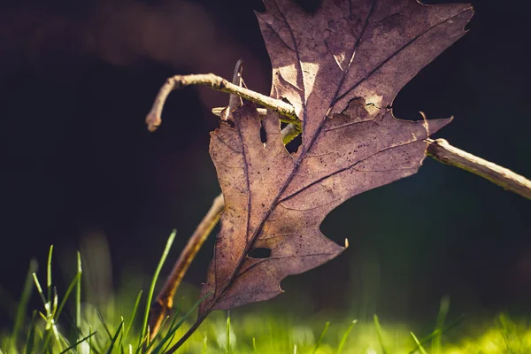 Feuilles tombées sur le sol forestier — Photo