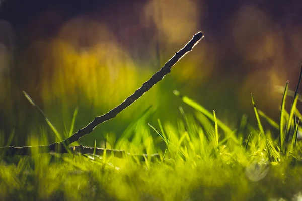 Rama de árbol caído retroiluminado acostado sobre hierba verde — Foto de Stock