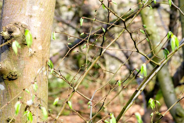 Galhos de avelã com folhas verdes frescas e botões na primavera — Fotografia de Stock
