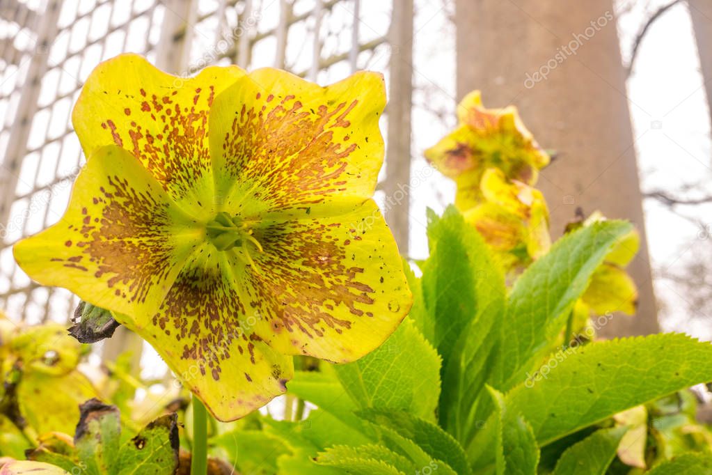 golden yellow hellebore growing in a lancashire park