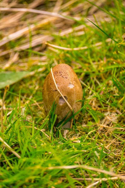 En gemensam earthball svampar växer i distriktet Lak — Stockfoto