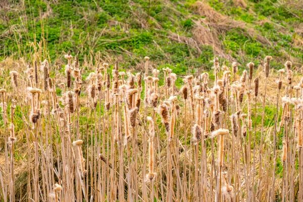 Gemeenschappelijke reed gonna zaad door een vijver in Cumbria — Stockfoto