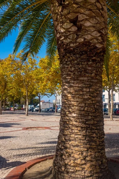 Palm tree scen i portugal — Stockfoto