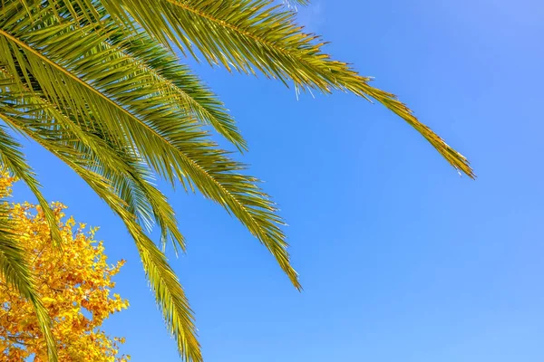 Palm tree scene in portugal — Stock Photo, Image