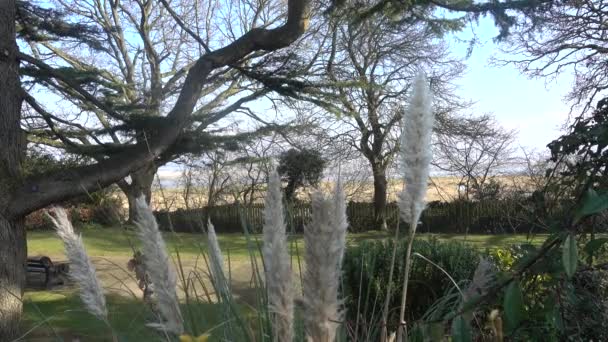 風にゆっくりと動くパンパス草 — ストック動画