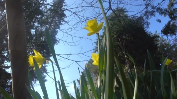 Jonquilles Jaunes Dans Jardin Printemps Contexte Naturel Belle Fleur Jonquille — Video