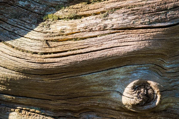 Primer plano de una textura de corteza de tronco de árbol muerto — Foto de Stock