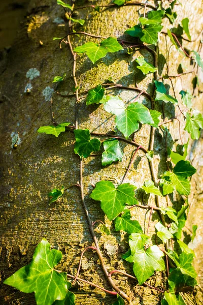 Krásná zelená břečťan lezení na obrovský kmen stromu — Stock fotografie