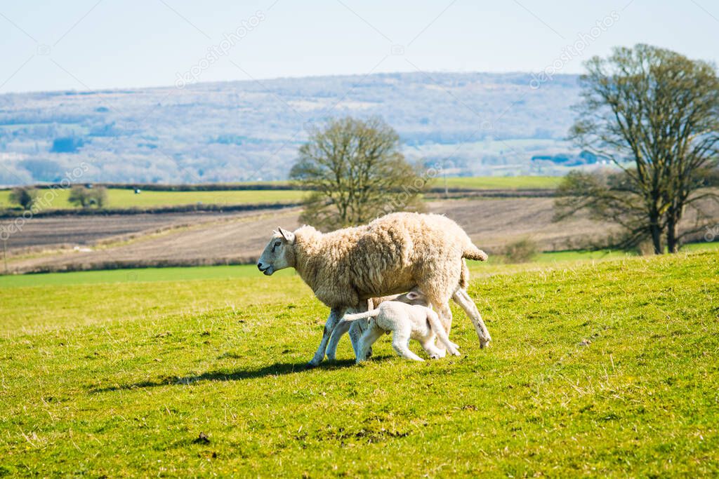 A ewe with her lambs in the Spring