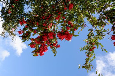 Arka planda mavi gökyüzü olan kırmızı rowan üzümü.
