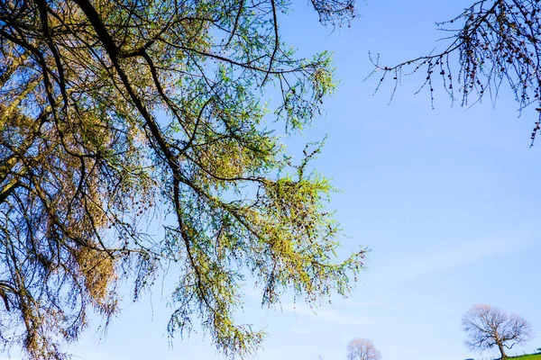 Lkbaharda Ağaç Dalları Güzel Mavi Gökyüzü Ngiltere — Stok fotoğraf
