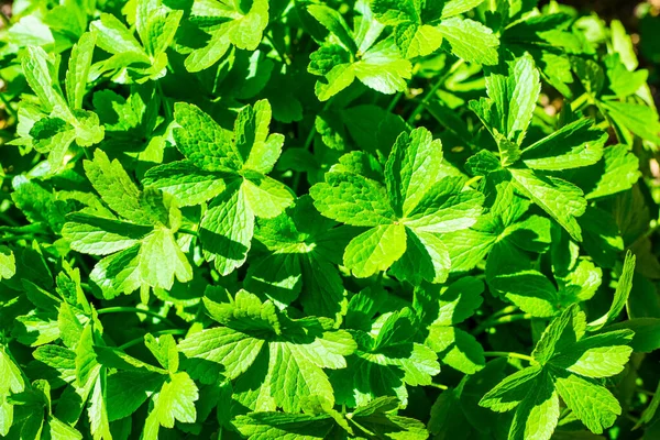 Geranium renardii yeşil yapraklarını kapatın.
