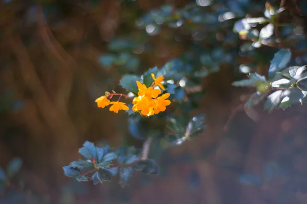 Gałęzie Kwiatami Pomarańczy Berberis Europejski — Zdjęcie stockowe