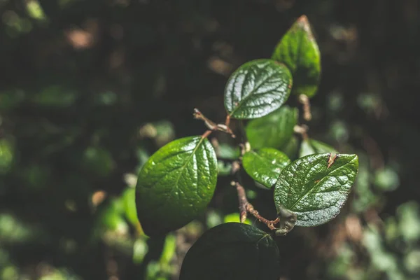 Hoja Brote Árbol Joven Nuevo Follaje Primaveral Que Aparece Ramas —  Fotos de Stock