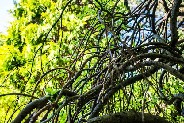 Grüne Blätter Die Der Sonne Auf Blauem Himmel Leuchten — Stockfoto