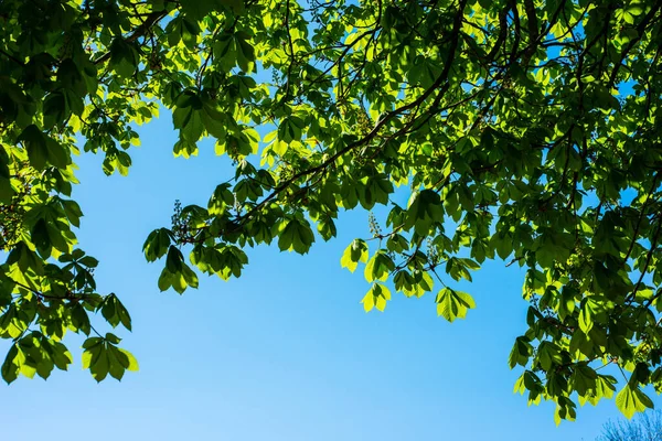 Kaštanové Listy Krásné Modré Nebe Jaře — Stock fotografie