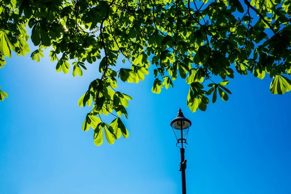 春天里的栗树叶子和美丽的蓝天 — 图库照片