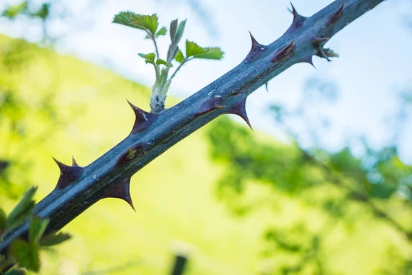 Dornen Einem Dicken Ast Eines Brombeerstrauches — Stockfoto