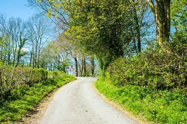 narrow single track country lane bordered by hedges in Cumbria England