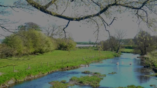 Лебеді Циганами Заміській Річці Кінь Сусідньому Полі — стокове відео
