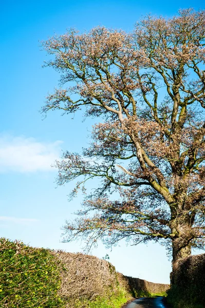 Aşağıdan Mavi Gökyüzü Ngiltere Ile Çekilmiş Bir Meşe Ağacı Fotoğrafı — Stok fotoğraf