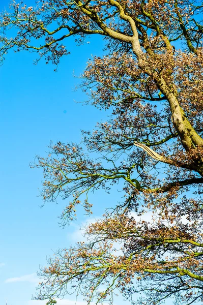 Foto Einer Eiche Von Unten Mit Blauem Himmel — Stockfoto