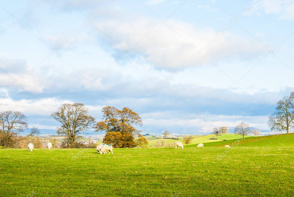 a big open bit of grassy countryside landscape with trees in the distance UK