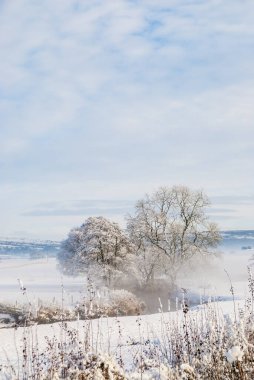 Karla kaplı tarlaları ve yarım yamalak sisli ağaçlarıyla basit bir arka plan manzarası.